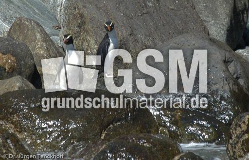 Dickschnabelpinguin (26 von 45).jpg